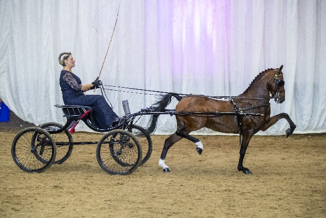 Novice Pony of the Year - Noddyvyse I'm The Boss & Sue Barraclough